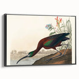 Glossy Ibis Romantic Art - Birds of America Canvas by Audubon