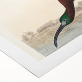 Glossy Ibis Romantic Art - Birds of America Canvas by Audubon
