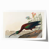 Glossy Ibis Romantic Art - Birds of America Canvas by Audubon