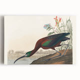 Glossy Ibis Romantic Art - Birds of America Canvas by Audubon