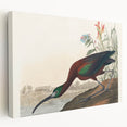 Glossy Ibis Romantic Art - Birds of America Canvas by Audubon