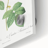 Neoclassical Art Print of Italian Damask Rose by Redouté - Floral Decor