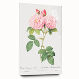 Neoclassical Art Print of Italian Damask Rose by Redouté - Floral Decor