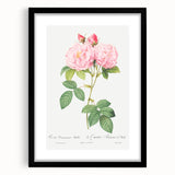 Neoclassical Art Print of Italian Damask Rose by Redouté - Floral Decor