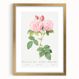 Neoclassical Art Print of Italian Damask Rose by Redouté - Floral Decor