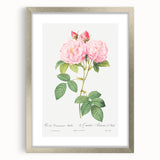 Neoclassical Art Print of Italian Damask Rose by Redouté - Floral Decor