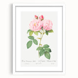 Neoclassical Art Print of Italian Damask Rose by Redouté - Floral Decor