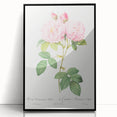 Neoclassical Art Print of Italian Damask Rose by Redouté - Floral Decor