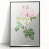 Neoclassical Art Print of Italian Damask Rose by Redouté - Floral Decor