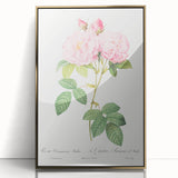 Neoclassical Art Print of Italian Damask Rose by Redouté - Floral Decor