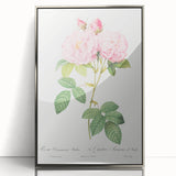 Neoclassical Art Print of Italian Damask Rose by Redouté - Floral Decor