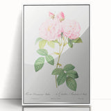Neoclassical Art Print of Italian Damask Rose by Redouté - Floral Decor