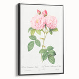 Neoclassical Art Print of Italian Damask Rose by Redouté - Floral Decor