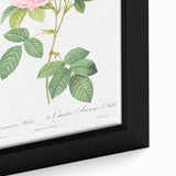 Neoclassical Art Print of Italian Damask Rose by Redouté - Floral Decor