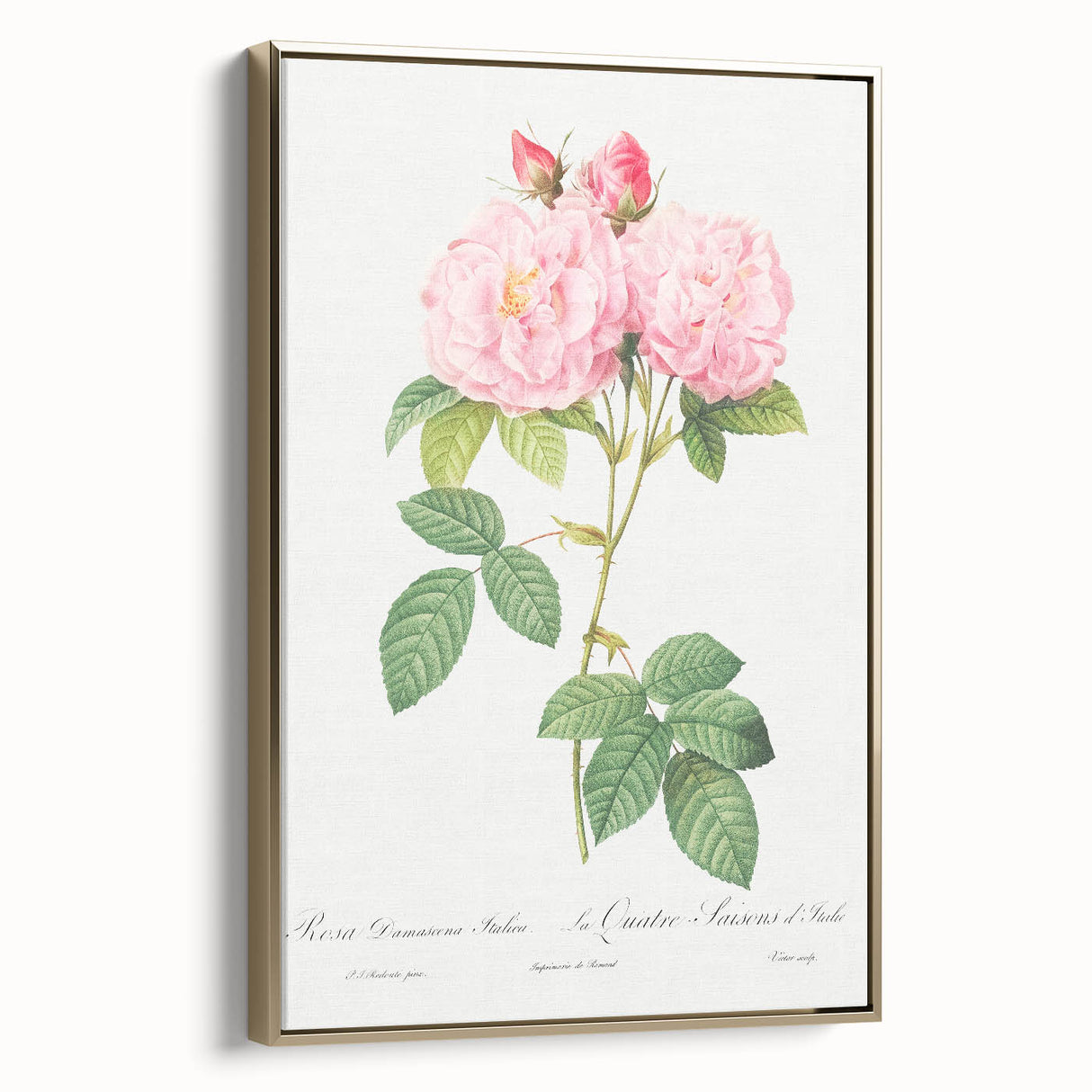 Neoclassical Art Print of Italian Damask Rose by Redouté - Floral Decor