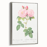Neoclassical Art Print of Italian Damask Rose by Redouté - Floral Decor