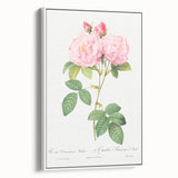 Neoclassical Art Print of Italian Damask Rose by Redouté - Floral Decor