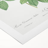 Neoclassical Art Print of Italian Damask Rose by Redouté - Floral Decor