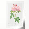 Neoclassical Art Print of Italian Damask Rose by Redouté - Floral Decor