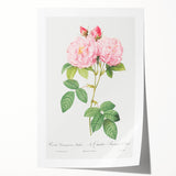 Neoclassical Art Print of Italian Damask Rose by Redouté - Floral Decor
