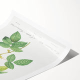 Neoclassical Art Print of Italian Damask Rose by Redouté - Floral Decor