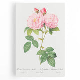 Neoclassical Art Print of Italian Damask Rose by Redouté - Floral Decor