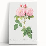 Neoclassical Art Print of Italian Damask Rose by Redouté - Floral Decor
