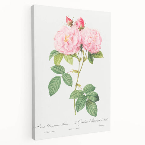 Neoclassical Art Print of Italian Damask Rose by Redouté - Floral Decor