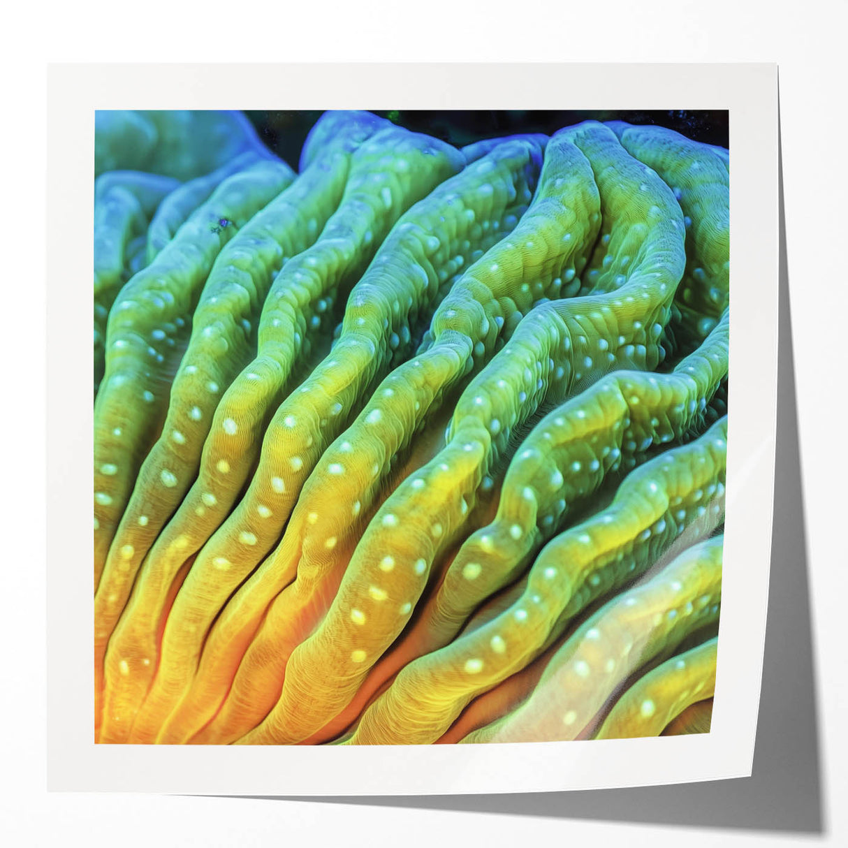 Extra large wall art featuring close-up floral imagery in vibrant colors on a glossy print.