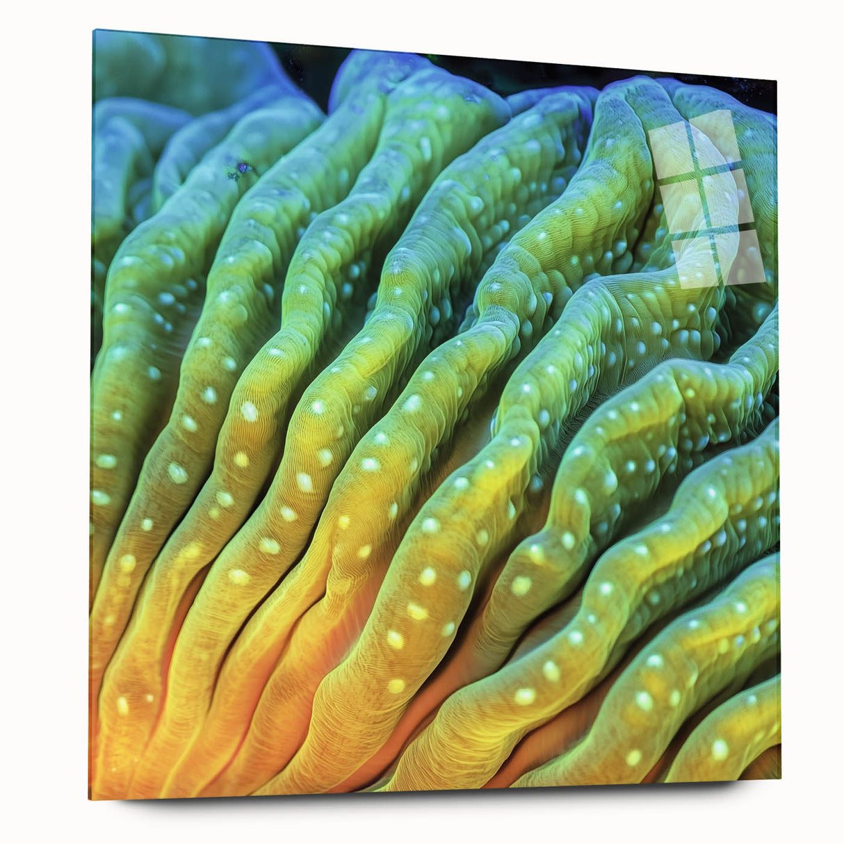 Large abstract floral art print in vibrant pink and green tones on acrylic glass.
