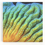 Black and white close-up floral photograph on stretched canvas, ideal for kitchen wall art.