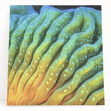 Black and white close-up floral image on large stretched canvas, ideal for kitchen wall art or bedroom ambiance.