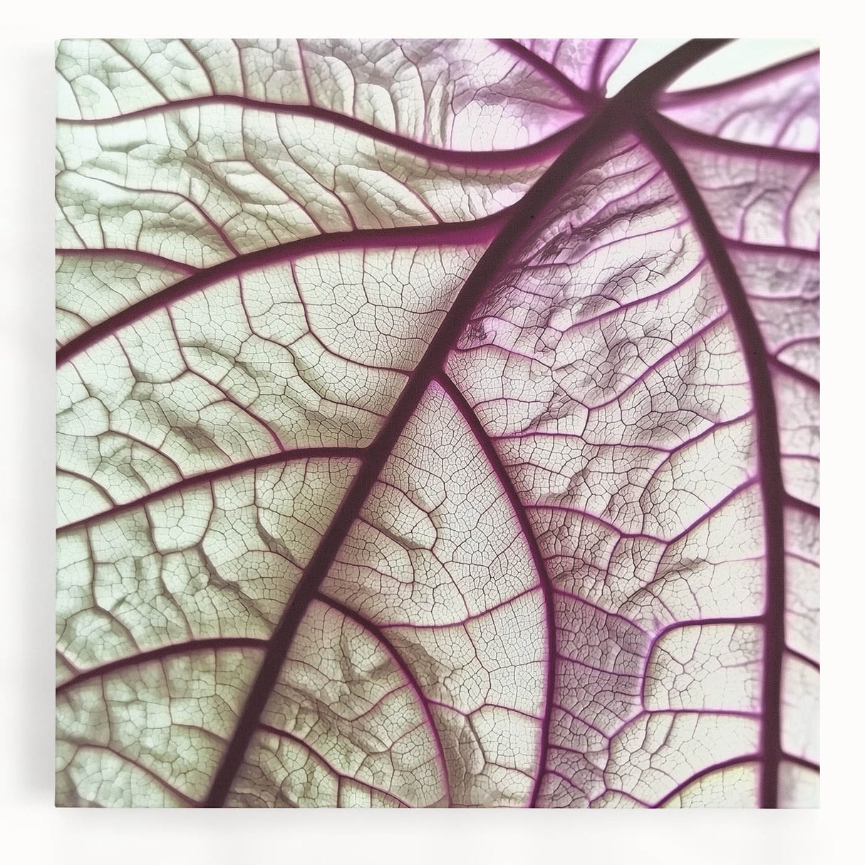 Close-up of leaves in black and white on a large stretched canvas, ideal for kitchen wall art.