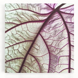 Close-up of leaves in black and white on a large stretched canvas, ideal for kitchen wall art.