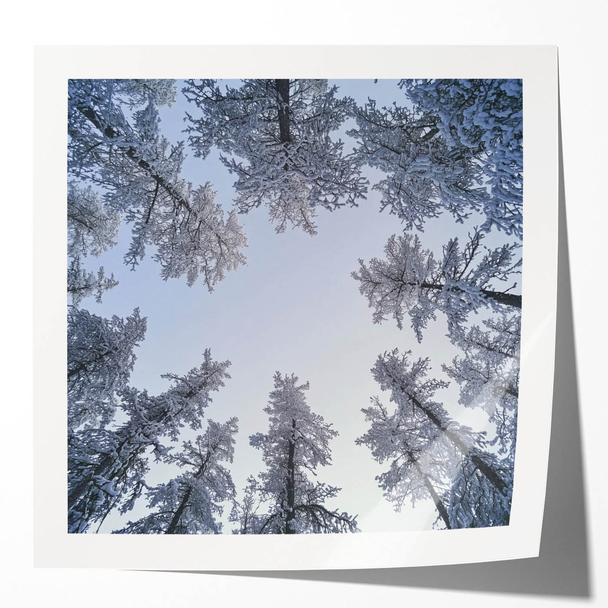 Extra large glossy print of close-up frost-covered flowers in soft blue and white tones.