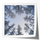 Extra large glossy print of close-up frost-covered flowers in soft blue and white tones.