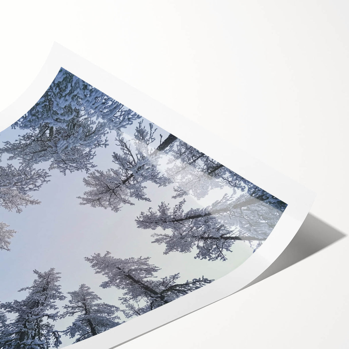 Extra large wall art featuring line art flowers with frost details on a rolled print, ideal for large living room decor.