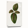 Romantic Art Print: Green Nerve Plant Leaf - Botanical Masterpiece