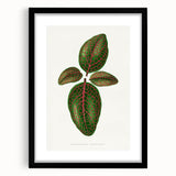 Romantic Art Print: Green Nerve Plant Leaf - Botanical Masterpiece