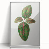 Romantic Art Print: Green Nerve Plant Leaf - Botanical Masterpiece