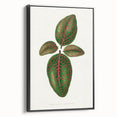 Romantic Art Print: Green Nerve Plant Leaf - Botanical Masterpiece