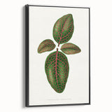 Romantic Art Print: Green Nerve Plant Leaf - Botanical Masterpiece