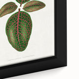 Romantic Art Print: Green Nerve Plant Leaf - Botanical Masterpiece