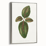 Romantic Art Print: Green Nerve Plant Leaf - Botanical Masterpiece