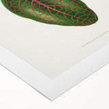 Romantic Art Print: Green Nerve Plant Leaf - Botanical Masterpiece