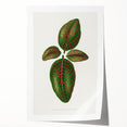 Romantic Art Print: Green Nerve Plant Leaf - Botanical Masterpiece