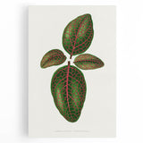Romantic Art Print: Green Nerve Plant Leaf - Botanical Masterpiece