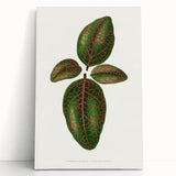 Romantic Art Print: Green Nerve Plant Leaf - Botanical Masterpiece