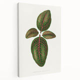 Romantic Art Print: Green Nerve Plant Leaf - Botanical Masterpiece