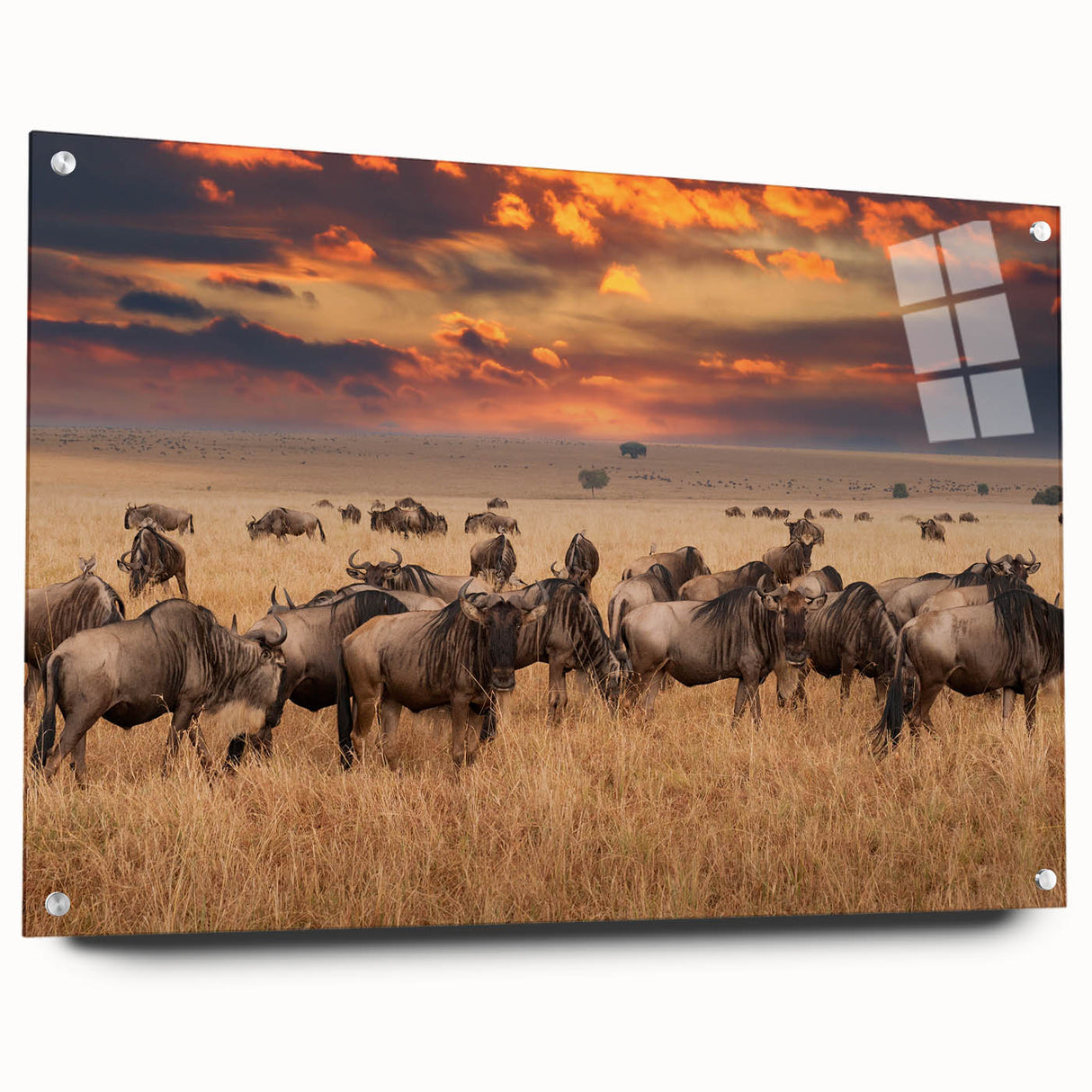 Acrylic glass artwork showcasing a side view of colorful animal designs, elegantly mounted with pins, perfect for modern home decor.